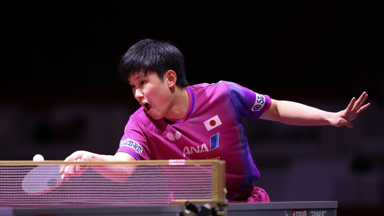 包含波兰乒乓球队完胜比利时乒乓球队，张本智和高光表现的词条